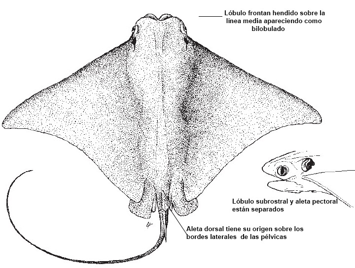 Rhinoptera marginata_01.jpg